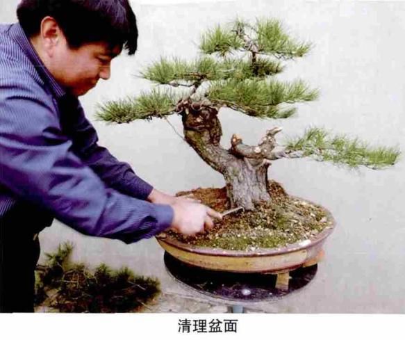 松露种植方法