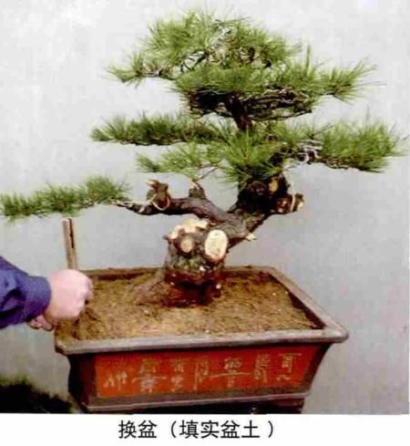松露种植方法