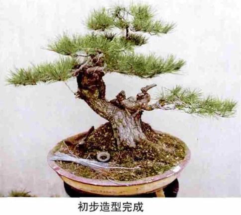 松露种植方法