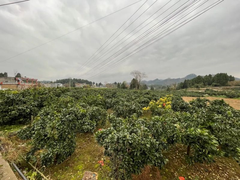 三红蜜柚种植技术
