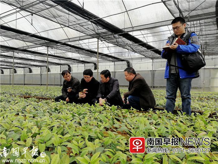 金花茶种植技术