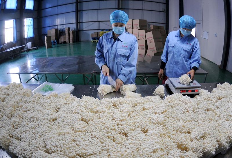 金针菇种植方法