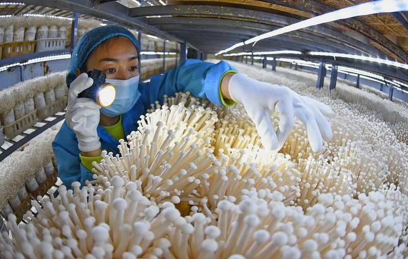 金针菇种植方法