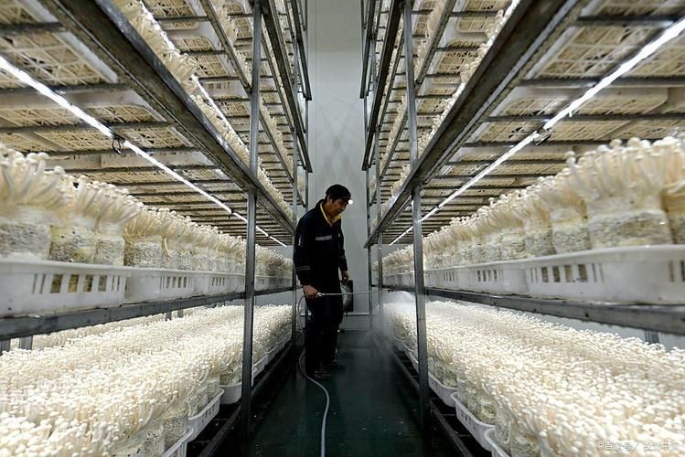 金针菇种植方法