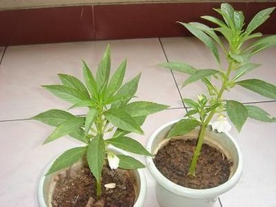 凤仙花种子种植方法