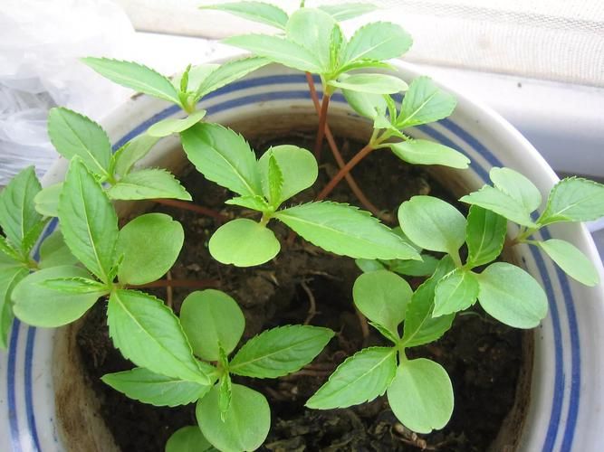 凤仙花种子种植方法