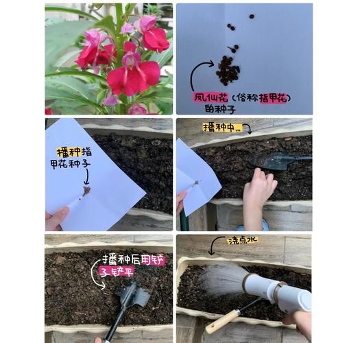 凤仙花种子种植方法
