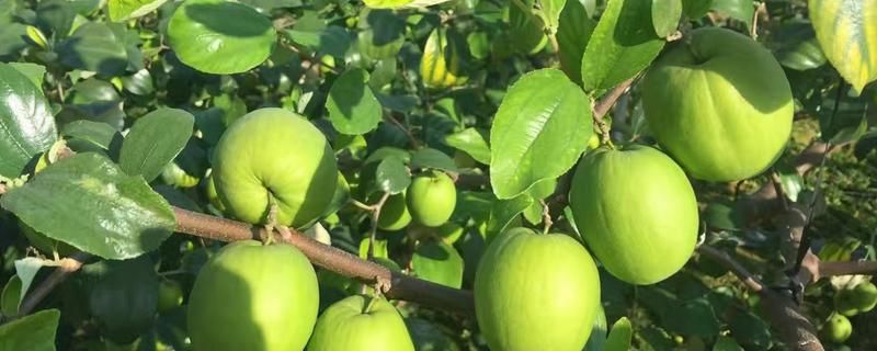 台湾大青枣种植技术