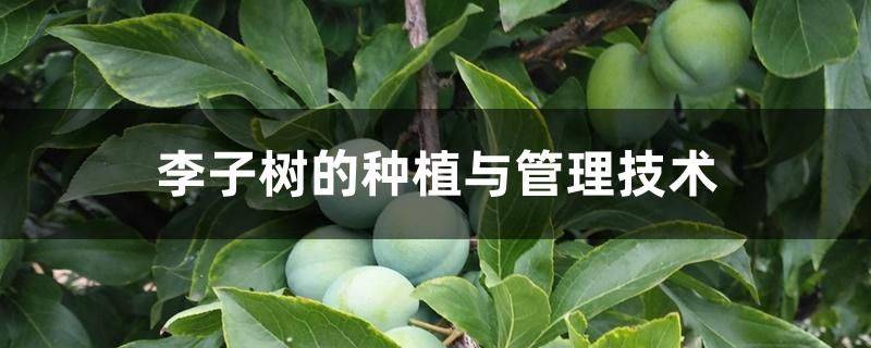 Plum tree plantation technology video