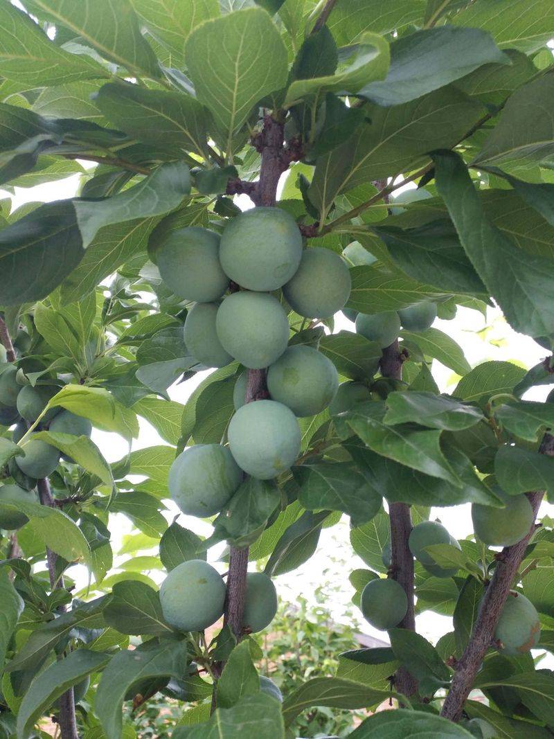 Plum tree plantation technology video