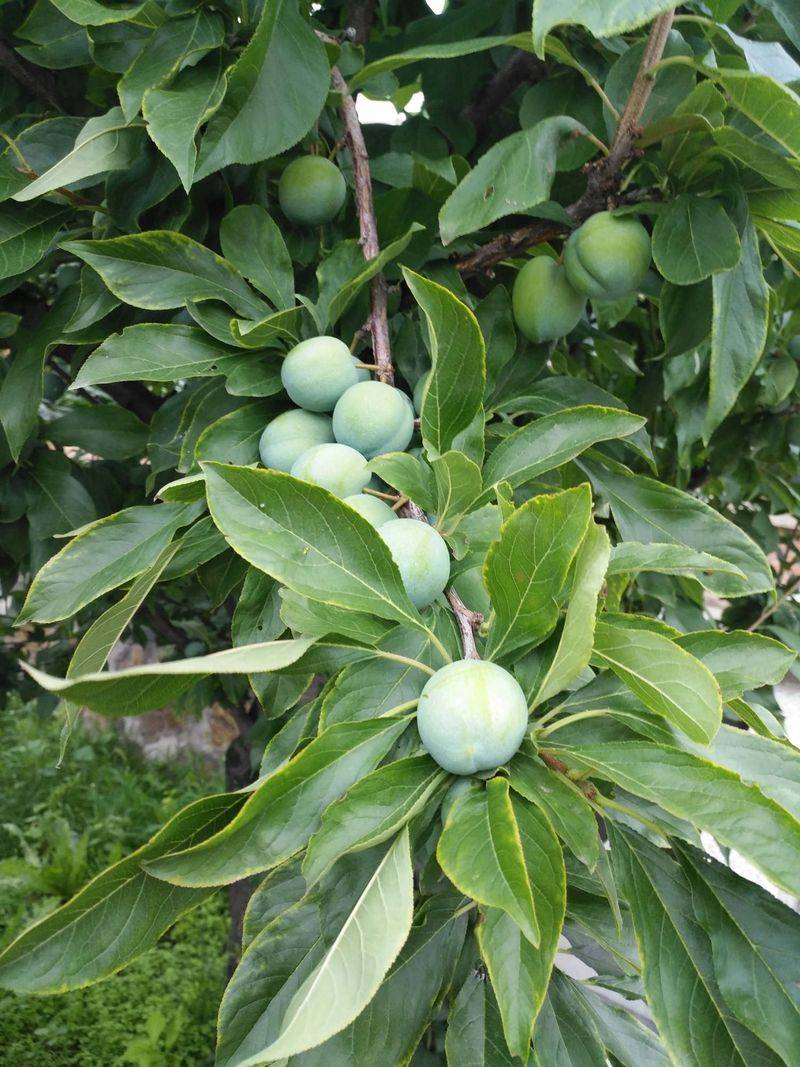 Plum tree plantation technology video