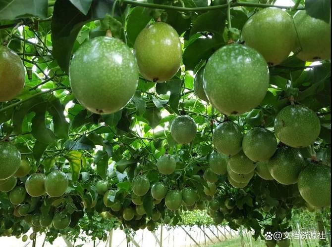 Watermelon palacultation technology