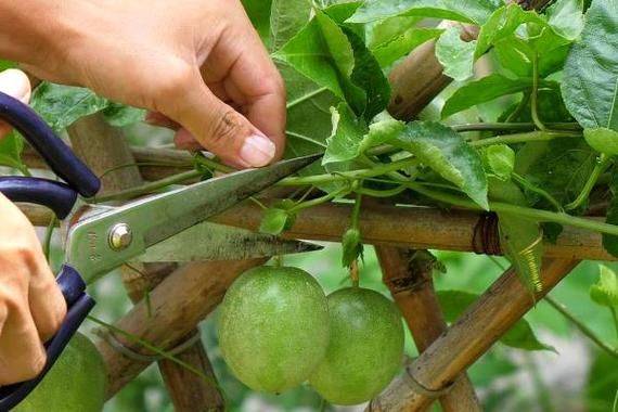 Watermelon palacultation technology