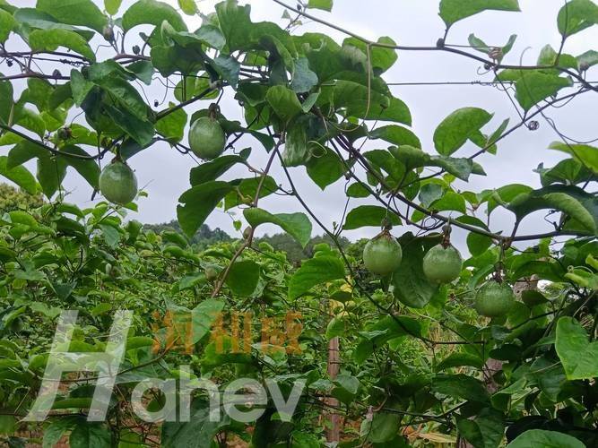 Watermelon palacultation technology