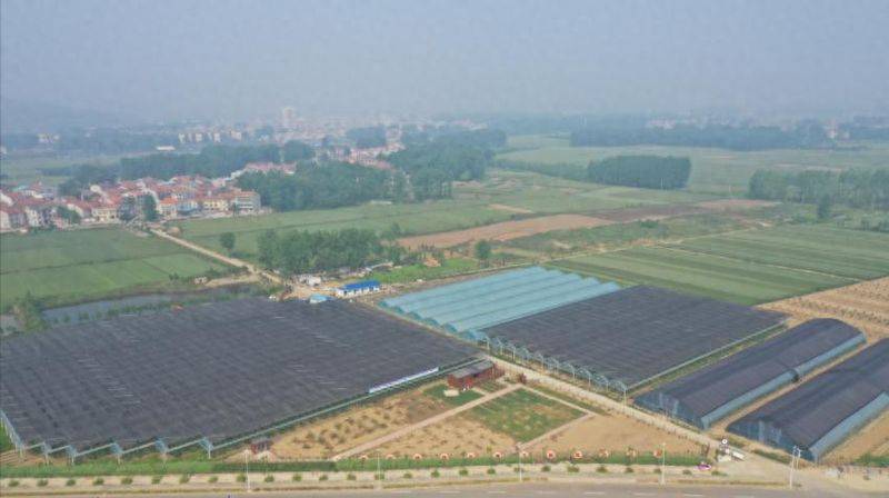 New species of fruit trees suitable for yang