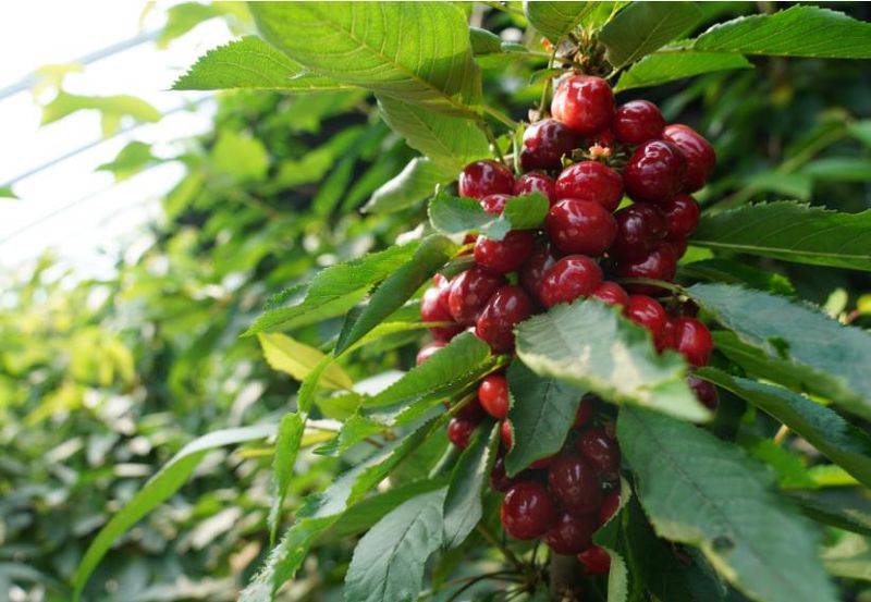 New species of fruit trees suitable for yang