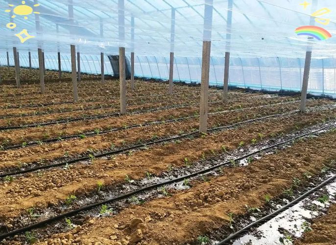 Watermelon palacultation technology