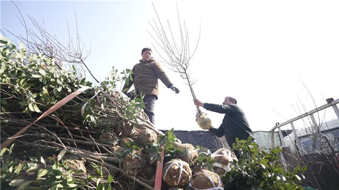 Anhumu tree market fruit tree cultivation