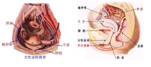 The cost of treating pelvis