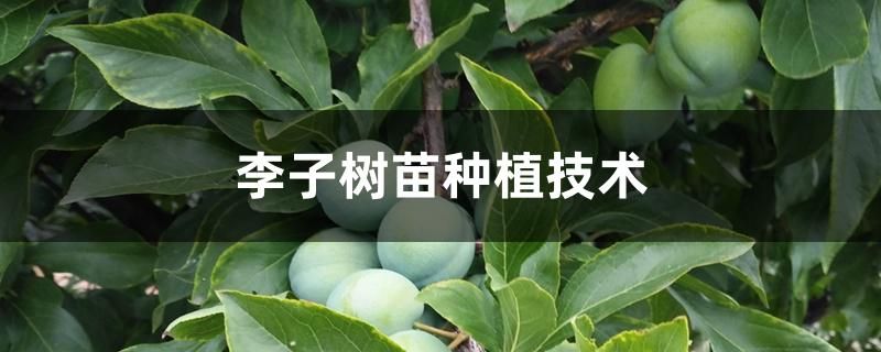Plum tree plantation technology video