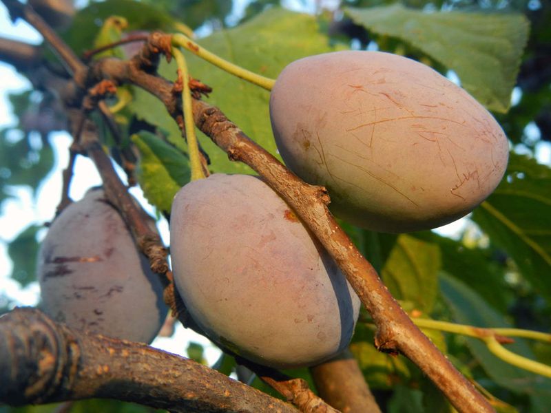 Plum tree plantation technology video