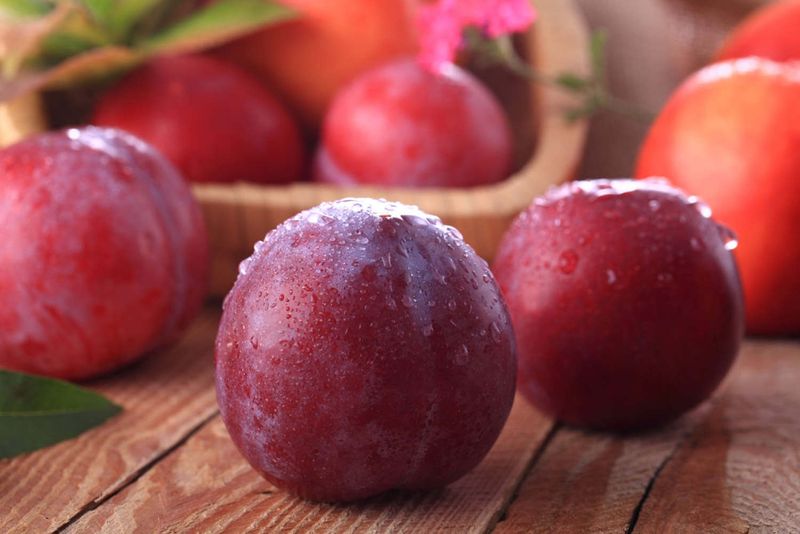 Plum tree plantation technology video
