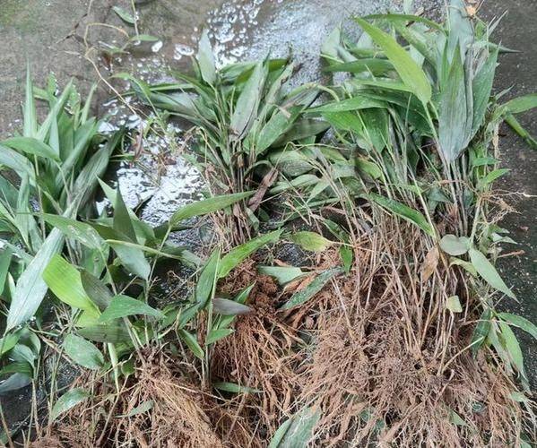 Sapling methods