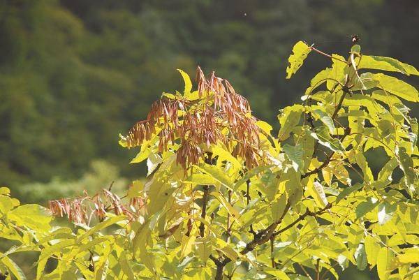 Technology for white wax cultivation