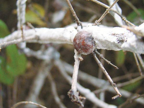 Technology for white wax cultivation
