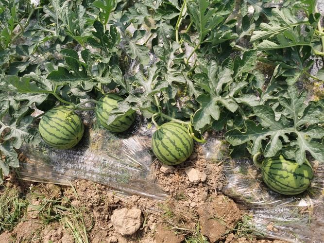 Watermelon palacultation technology