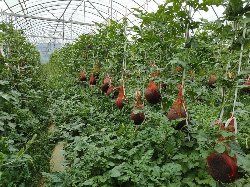 Watermelon palacultation technology