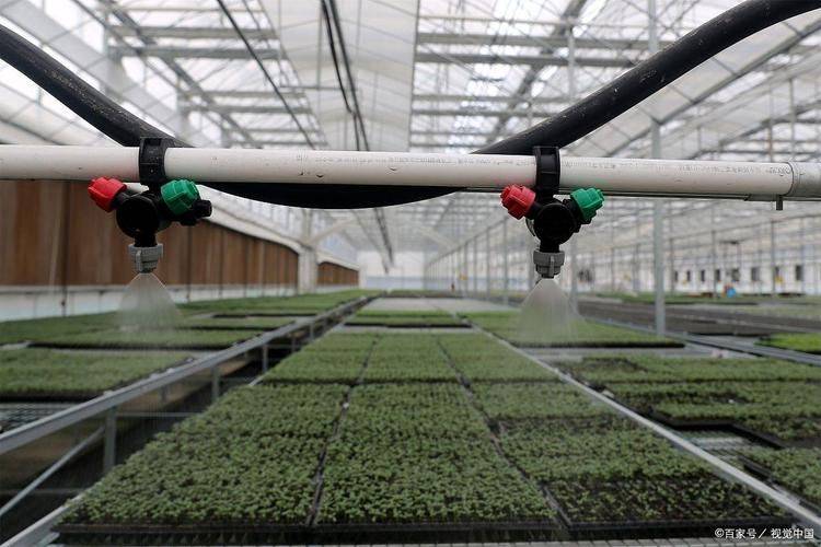 Greenhouse grape cultivation techniques