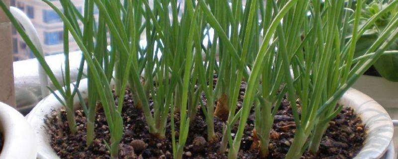 Onion planting methods and times