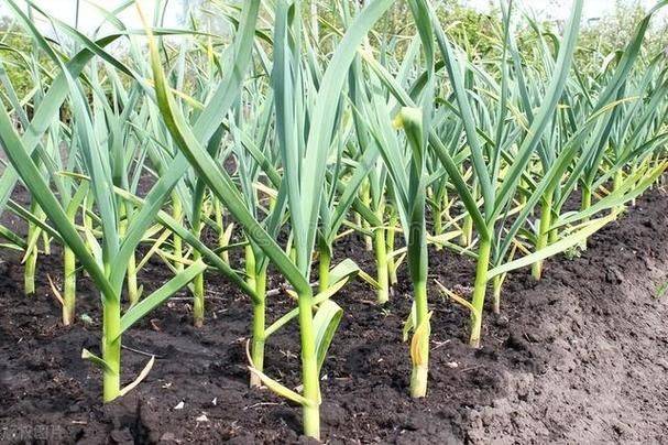 Onion planting methods and times