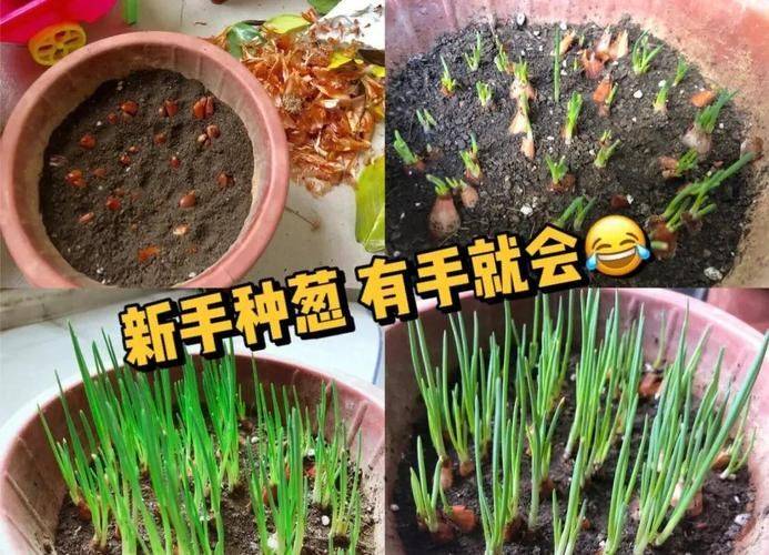 Onion planting methods and times