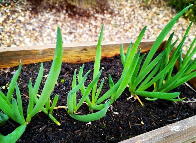 Onion planting methods and times