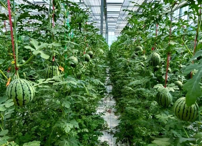 Watermelon palacultation technology