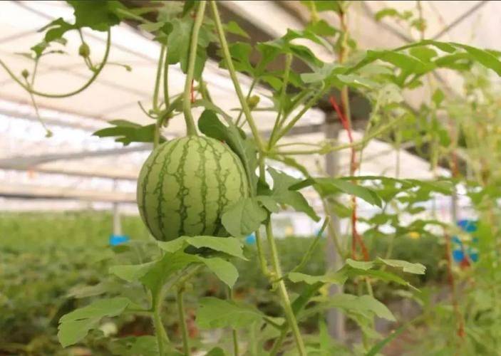 Watermelon palacultation technology