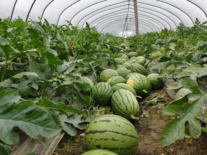 Watermelon palacultation technology