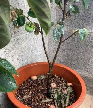 The method of planting the four-season beans on the balcony