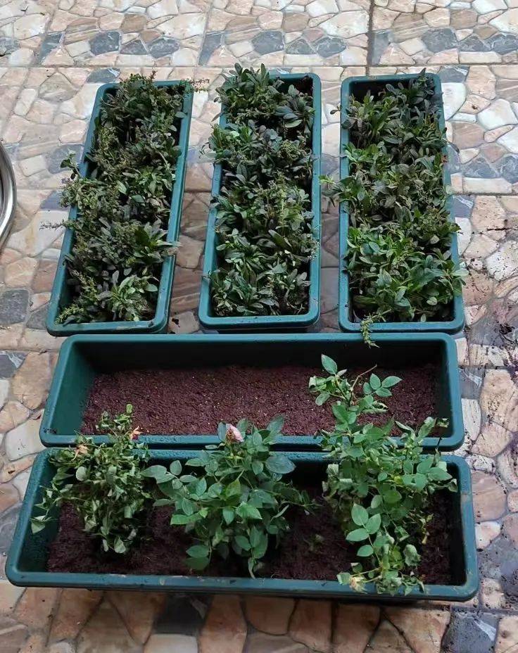 The method of planting the four-season beans on the balcony