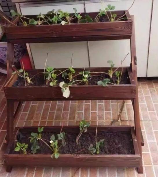The method of planting the four-season beans on the balcony