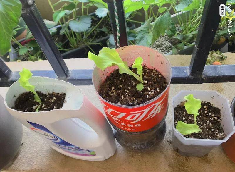 The method of planting the four-season beans on the balcony