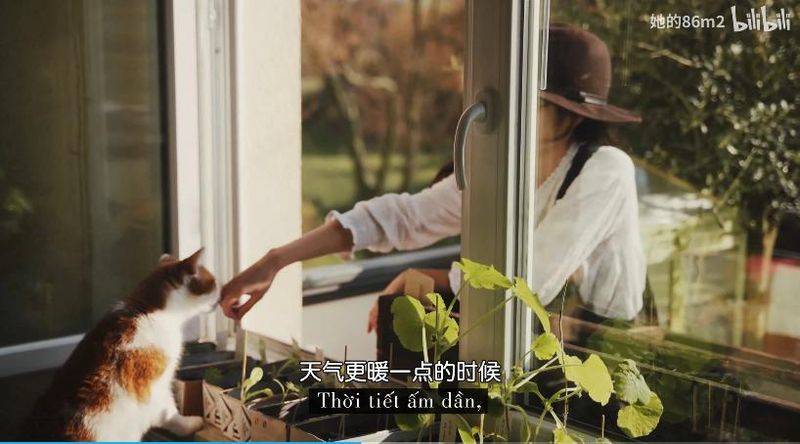 The method of planting the four-season beans on the balcony