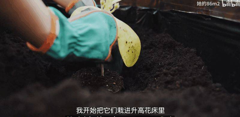 The method of planting the four-season beans on the balcony