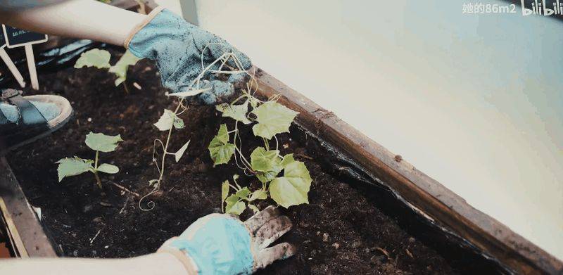 The method of planting the four-season beans on the balcony