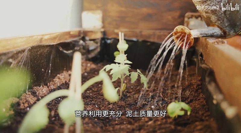 The method of planting the four-season beans on the balcony