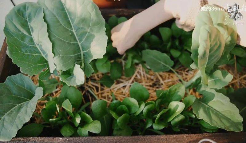 The method of planting the four-season beans on the balcony