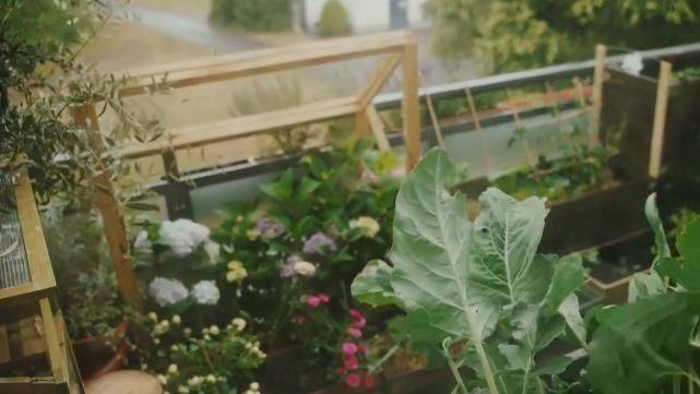 The method of planting the four-season beans on the balcony