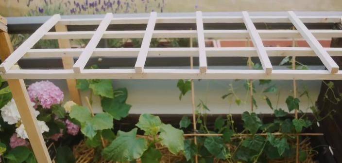 The method of planting the four-season beans on the balcony